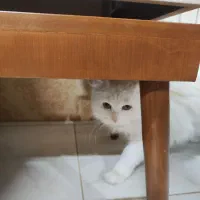 گربه پرشین فروشی|گربه|کرمان, |دیوار