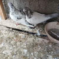 کبوتر پرشی نروماده اصیل