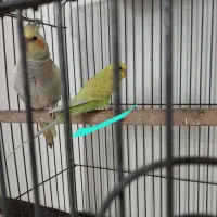 فروش مرغ عشق و عروس هلندی با قفس