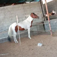 نریان دره شوری