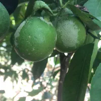 نیروی خدماتی