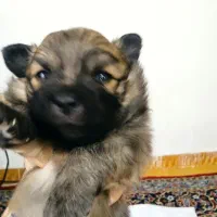 پامرروباهی