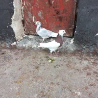 کفتر یا کبوتر