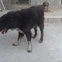 سگ نگهبان قدرجونی|سگ|مشکین‌دشت, |دیوار