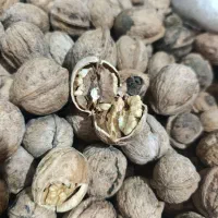 گردو تویسرکان|خوردنی و آشامیدنی|قم, شهرک امام حسن|دیوار