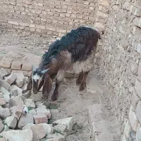 گوسفندبز|حیوانات مزرعه|زارچ, |دیوار