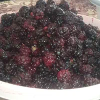 شاتوت