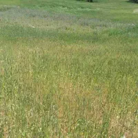 اجاره زمین 20هزار متر|اجارهٔ دفتر صنعتی، کشاورزی، تجاری|ویسیان, |دیوار