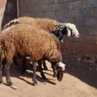 دو عدد ورن افشار جوان|حیوانات مزرعه|کوهدشت, |دیوار