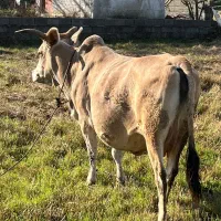 گاو دورگ همراه با گوساله نر|حیوانات مزرعه|رشت, منظریه|دیوار