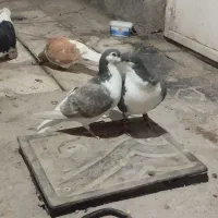 ساده|پرنده|مشهد, شهرک مهرگان|دیوار