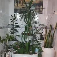 تعدادی گل خانه گی فروشی