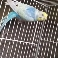 جفت  مرغ عشق رینبو(رنگین کمانی)