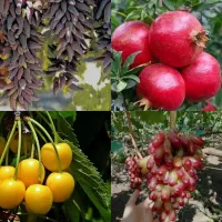 نهال انار ژله ای