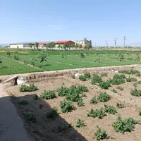 کارگر برایه کار در باغ سبزی