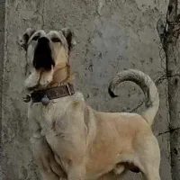 توله نصل دار