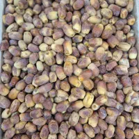 حراج خرما زاهدی تازه|حراج|شاهین‌شهر, حاجی آباد|دیوار