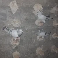 کفتر کبوتر|پرنده|شیراز, وزیرآباد|دیوار
