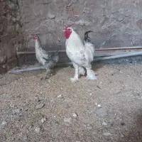 تخم مرغ نطفه دار نژاد لاری برهما چهل تاج|حیوانات مزرعه|دهدشت, |دیوار