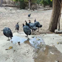 بوقلمون نر و ماده|حیوانات مزرعه|دره شهر, |دیوار