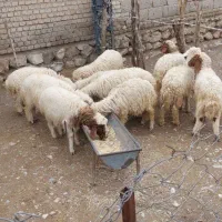 ۱۰ راس بره نر