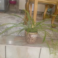 گل طبیعی|گل و گیاه طبیعی|ایلام, |دیوار