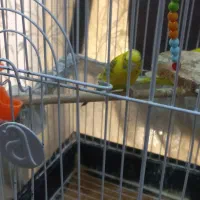 ۲تا جوجه مرغ عشق به همراه مادر شون فقط|پرنده|اهواز, کیانشهر|دیوار