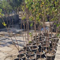 فروش پاییزه نهال گلدانی در رباط‌کریم