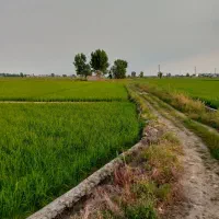فروش-زمین-کشاورزی-در-بیشه-کلا-و-علی-آباد-سرخرود