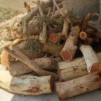 خرید درخت اکالیپتوس ومورد