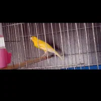 قناری نر بخون|پرنده|مسجد سلیمان, |دیوار