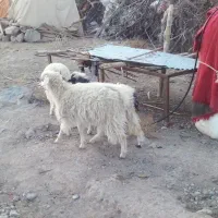 بز و کره|حیوانات مزرعه|رابر, |دیوار