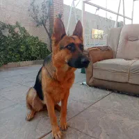 سگ ژرمن|سگ|کرج, خرمدشت|دیوار