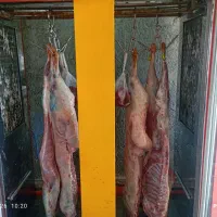 گوشت گوسفند