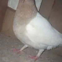 کفتر نقش|پرنده|سده (خراسان جنوبی), |دیوار