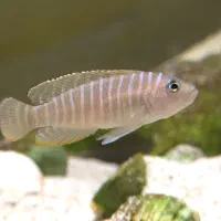 ماهی سیچیلاید سیمیلیس