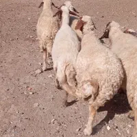 میش سنجابی