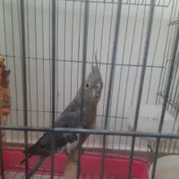 عروس هلندی سرحال ماده