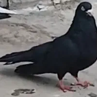 کفتر زینتی قدیمی