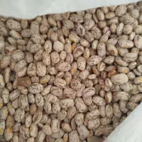لوبیا دولتی بوجاری شده تمیز