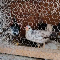 سه تا جوجه گلین اصیل