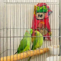 طوطی ملنگو مولد سالم وسرحال