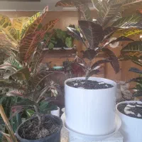 فروش گل و گیاه آپارتمانی