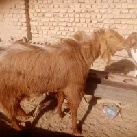 نربوز|حیوانات مزرعه|میان جلگه, |دیوار