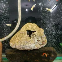 ماهی و آکواریم|ماهی|مرند, |دیوار