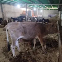 گاو محلی جوان با گوساله نر سالم