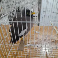 سلام جوجه مینا ۸ماهه بازیگوش|پرنده|تربت جام, مسکن مهر|دیوار