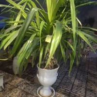 گل بزرگ