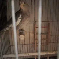 عروس