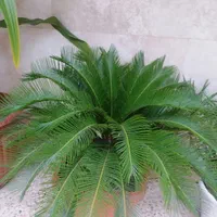 گلهای سر سبز وشاداب آپارتمانی|گل و گیاه طبیعی|شیراز, شهرک والفجر|دیوار